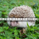 刺猬抗疫情(疫情期间刺猬可以吃吗)