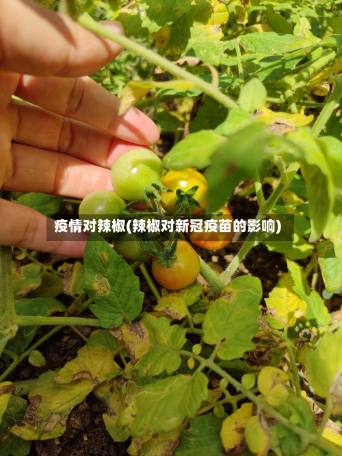 疫情对辣椒(辣椒对新冠疫苗的影响)-第1张图片