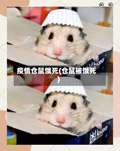 疫情仓鼠饿死(仓鼠被饿死)-第1张图片